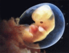 preek12.gif