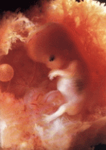 preek15.gif