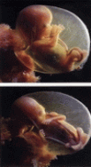 preek17.gif