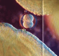 preek3.gif