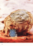 preek7.gif